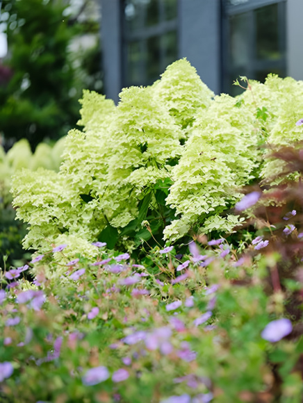 Гортензия Мэджикал Кэндл (Magical Candle) метельчатая купить с доставкой