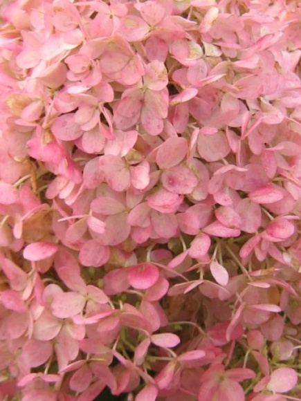 Гортензия Мэджикал Кэндл (Magical Candle) метельчатая купить с доставкой