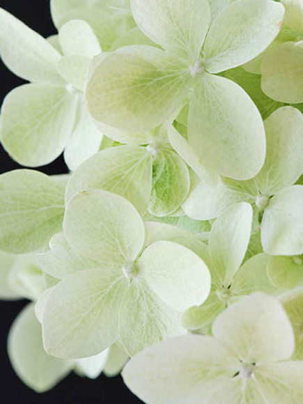 Гортензия Мэджикал Кэндл (Magical Candle) метельчатая купить с доставкой