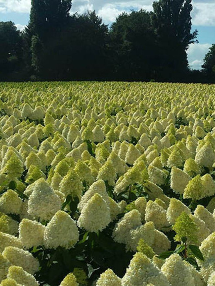 Гортензия Мэджикал Кэндл (Magical Candle) метельчатая купить с доставкой