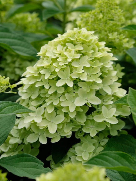 Гортензия Мэджикал Кэндл (Magical Candle) метельчатая купить с доставкой