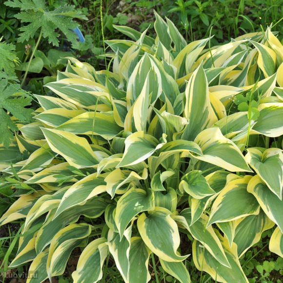 Хоста Лейксайд Драгонфлай (Lakeside Dragonfly) [M] купить с доставкой