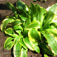 Хоста Лейксайд Драгонфлай (Lakeside Dragonfly) [M]