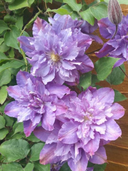 Клематис Вивьен Пеннел (Vyvyan Pennell) купить с доставкой