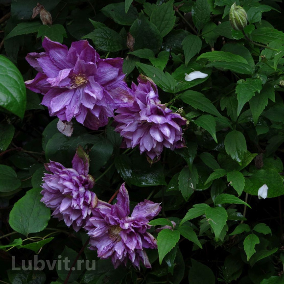 Клематис Вивьен Пеннел (Vyvyan Pennell) купить с доставкой