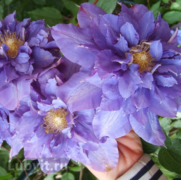 Клематис Вивьен Пеннел (Vyvyan Pennell) купить с доставкой