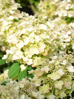 Гортензия Би Хэппи (Bee Happy) метельчатая