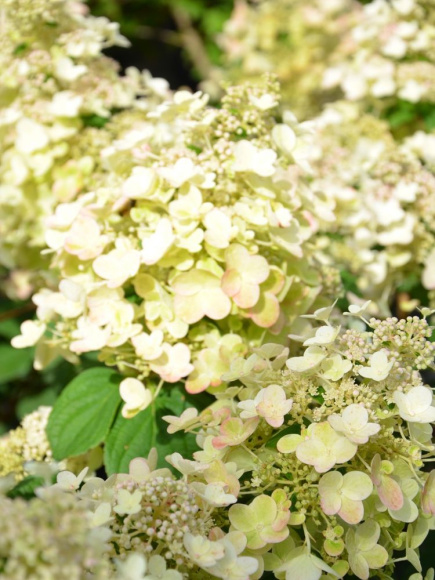 Гортензия Би Хэппи (Bee Happy) метельчатая купить с доставкой