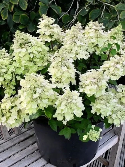 Гортензия Би Хэппи (Bee Happy) метельчатая купить с доставкой