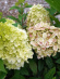 Гортензия Пантеон (Pantheon) метельчатая купить с доставкой