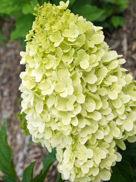 Гортензия Пантеон (Pantheon) метельчатая купить с доставкой