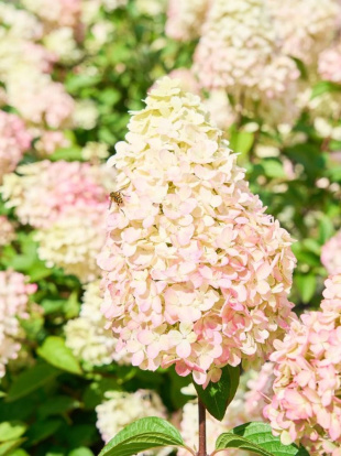 Гортензия Пантеон (Pantheon) метельчатая