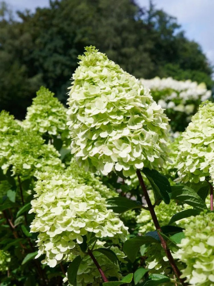 Гортензия Пантеон (Pantheon) метельчатая купить с доставкой