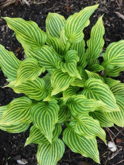 Хоста Мито Но Хана (Mito No Hana) [L] купить с доставкой