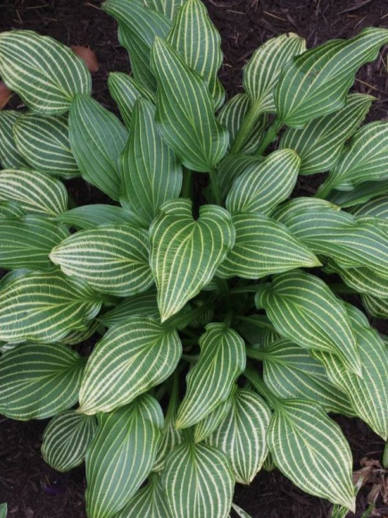 Хоста Мито Но Хана (Mito No Hana) [L] купить с доставкой