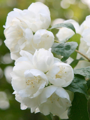 Чубушник Зоя Космодемьянская