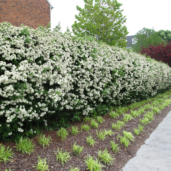 Чубушник Зоя Космодемьянская купить с доставкой Чубушник Зоя Космодемьянская купить с доставкой