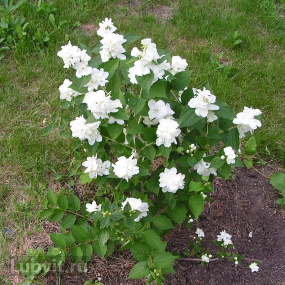 Чубушник Зоя Космодемьянская купить с доставкой Чубушник Зоя Космодемьянская купить с доставкой