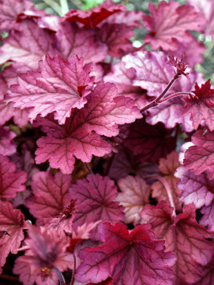 Гейхера Берри Смузи (Berry Smoothie)