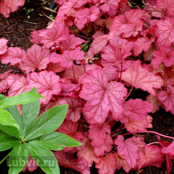 Гейхера Берри Смузи (Berry Smoothie) купить с доставкой Гейхера Берри Смузи (Berry Smoothie) купить с доставкой