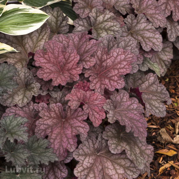 Гейхера Берри Смузи (Berry Smoothie) купить с доставкой Гейхера Берри Смузи (Berry Smoothie) купить с доставкой