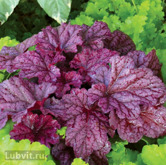 Гейхера Берри Смузи (Berry Smoothie) купить с доставкой Гейхера Берри Смузи (Berry Smoothie) купить с доставкой