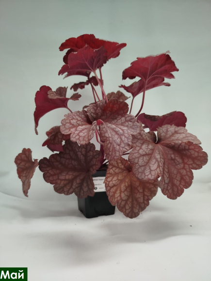 Гейхера Берри Смузи (Berry Smoothie) купить с доставкой Гейхера Берри Смузи (Berry Smoothie) купить с доставкой