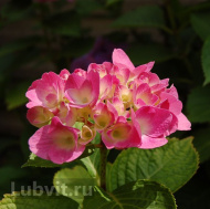 Гортензия Окская Весна крупнолистная Гортензия Окская Весна крупнолистная