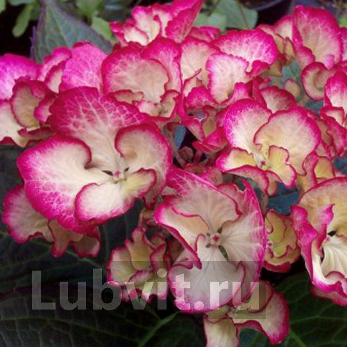 Гортензия Окская Весна крупнолистная купить с доставкой Гортензия Окская Весна крупнолистная купить с доставкой