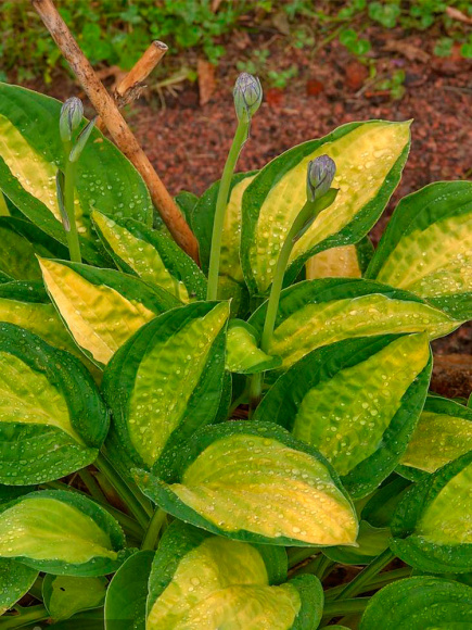 Хоста Ти Дауг (T-Dawg) [M] купить с доставкой