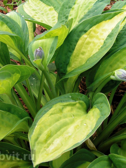 Хоста Ти Дауг (T-Dawg) [M] купить с доставкой