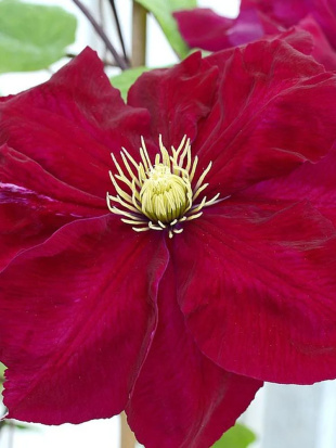 Клематис Ред Стар (Red Star)