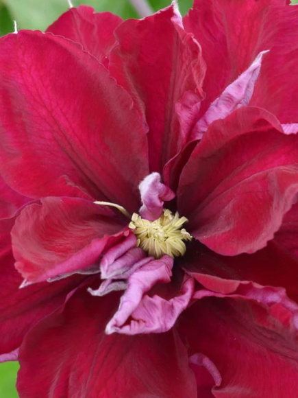 Клематис Ред Стар (Red Star) купить с доставкой