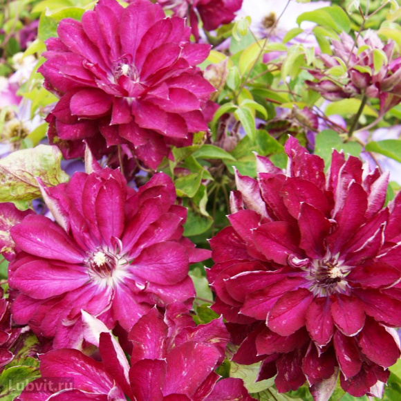 Клематис Ред Стар (Red Star) купить с доставкой Клематис Ред Стар (Red Star) купить с доставкой