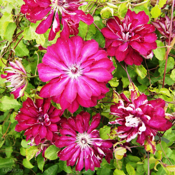 Клематис Ред Стар (Red Star) купить с доставкой Клематис Ред Стар (Red Star) купить с доставкой