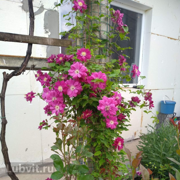 Клематис Ред Стар (Red Star) купить с доставкой Клематис Ред Стар (Red Star) купить с доставкой