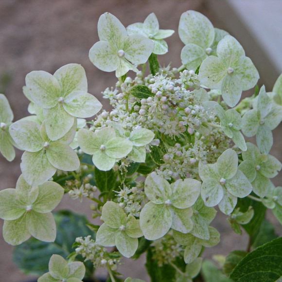 Гортензия Шикоку Флеш (Shikoku Flash) метельчатая купить с доставкой Гортензия Шикоку Флеш (Shikoku Flash) метельчатая купить с доставкой