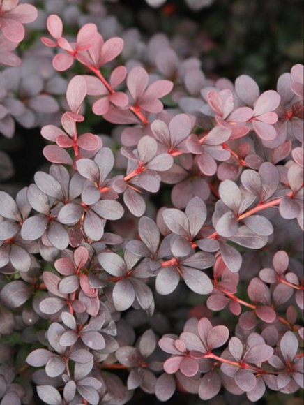 Барбарис Дартс ред Леди (Dart's Red Lady) купить с доставкой