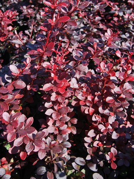 Барбарис Дартс ред Леди (Dart's Red Lady) купить с доставкой