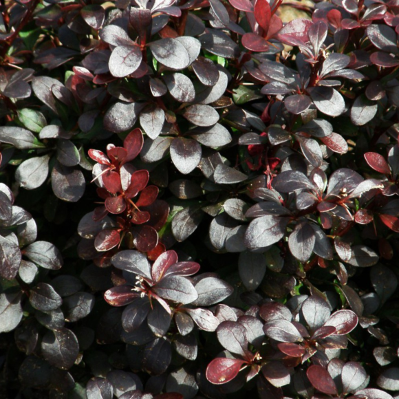Барбарис Дартс ред Леди (Dart's Red Lady) купить с доставкой