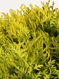 Туя западная Даника Аурея (Danica Aurea) 1c