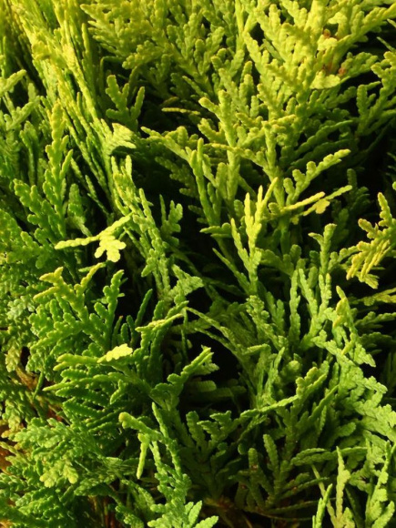 Туя западная Даника Аурея (Danica Aurea) 1c купить с доставкой