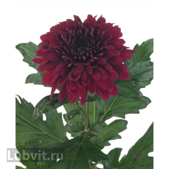 Хризантема садовая Барка (Barca) купить с доставкой