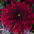 Хризантема садовая Барка (Barca) купить с доставкой