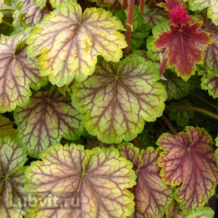 Гейхера Ван Гог (Van Gogh)