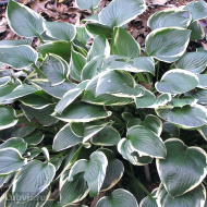 Хоста Карин (Karin) [L]