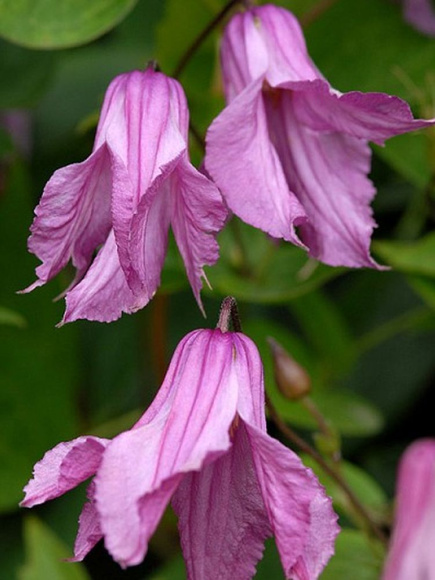 Клематис Аленушка (Alionushka) купить с доставкой