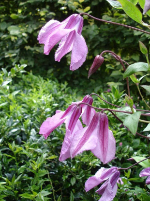 Клематис Аленушка (Alionushka)