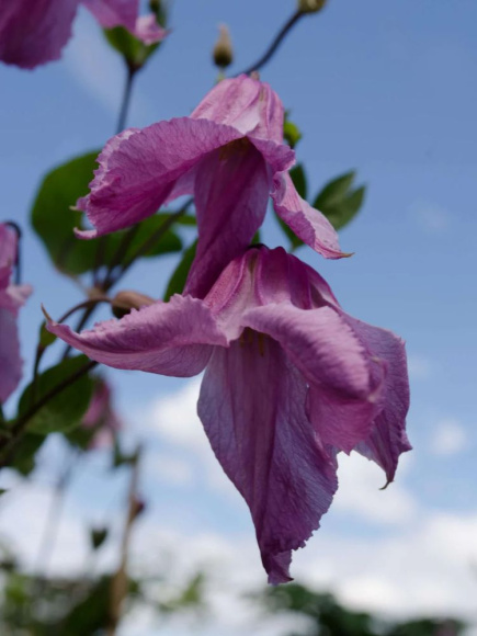 Клематис Аленушка (Alionushka) купить с доставкой