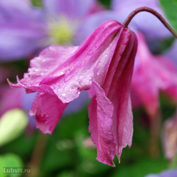 Клематис Аленушка (Alionushka) купить с доставкой Клематис Аленушка (Alionushka) купить с доставкой